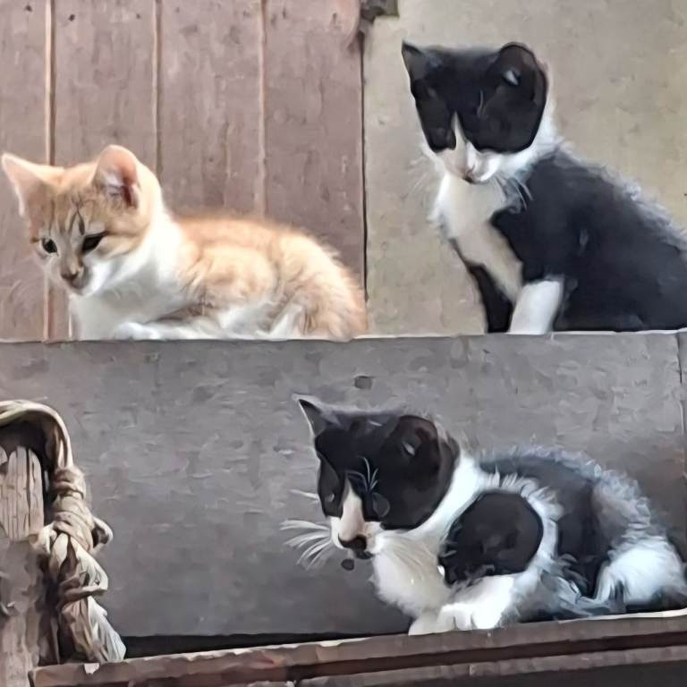 Kittens 