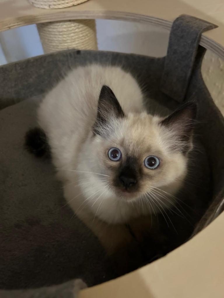 Pure ragdoll 
