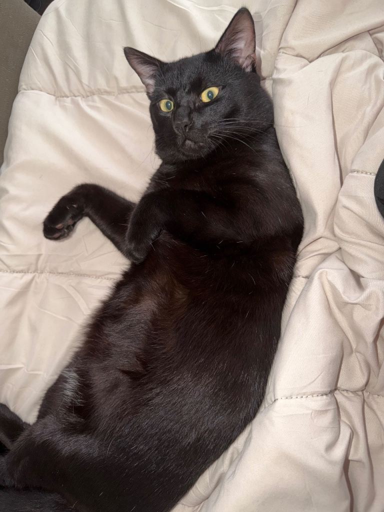 Beautiful black male cat 