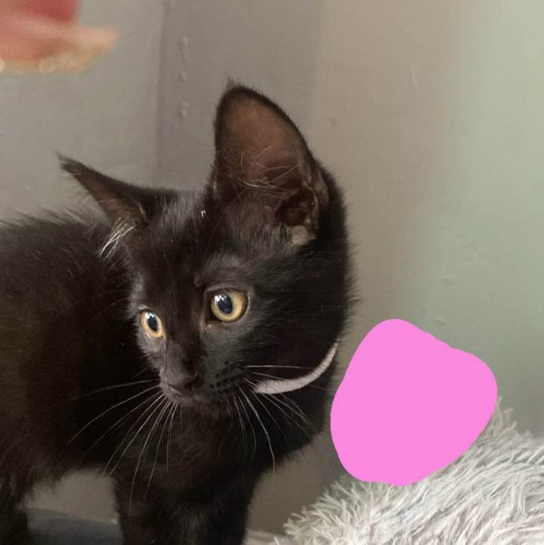 Kittens for sale 