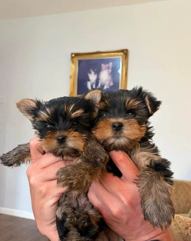 Miniature Yorkshire Terrier puppys