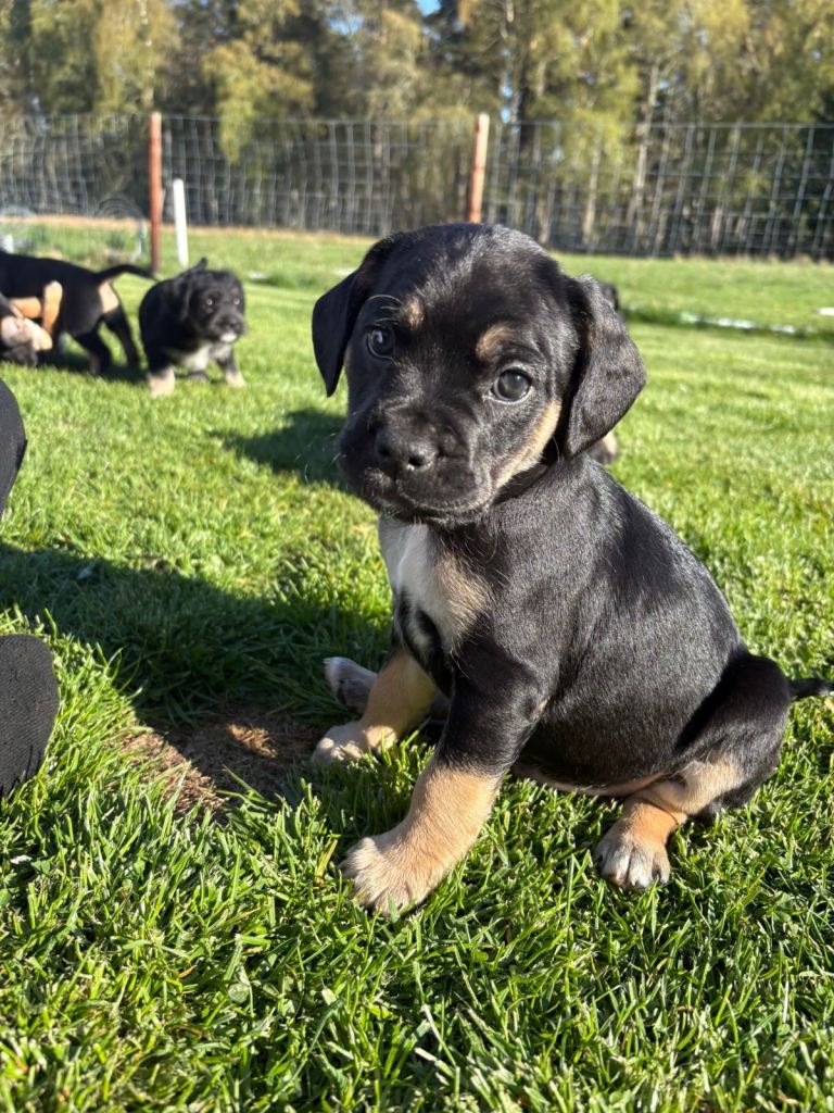 cockapoo cross puppies