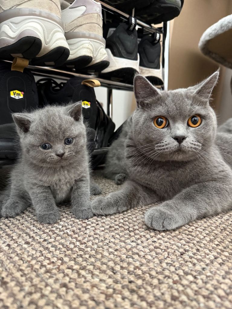Adorable British Short Hair Blue Kittens Ready 6th July