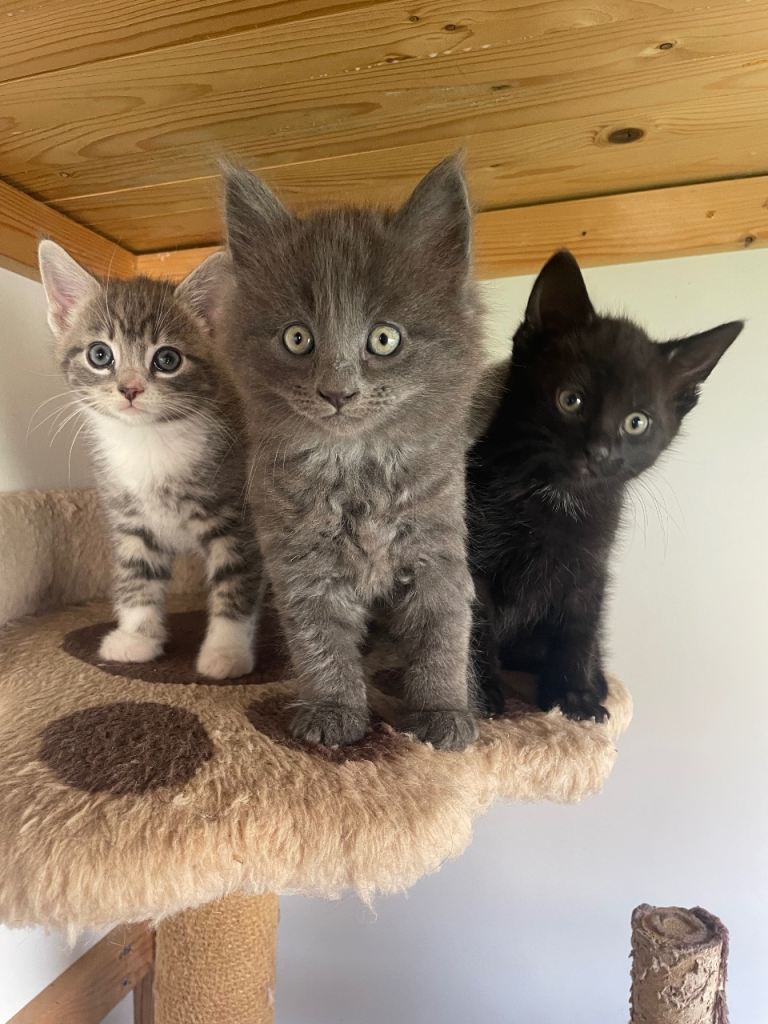 The kittens are ready for new home.