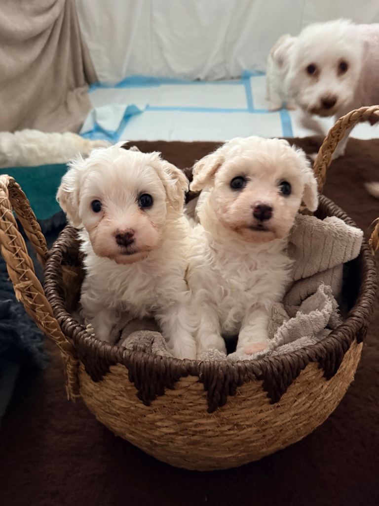Beautiful Cavachon Puppies Looking for Their Forever Loving Homes ❤️