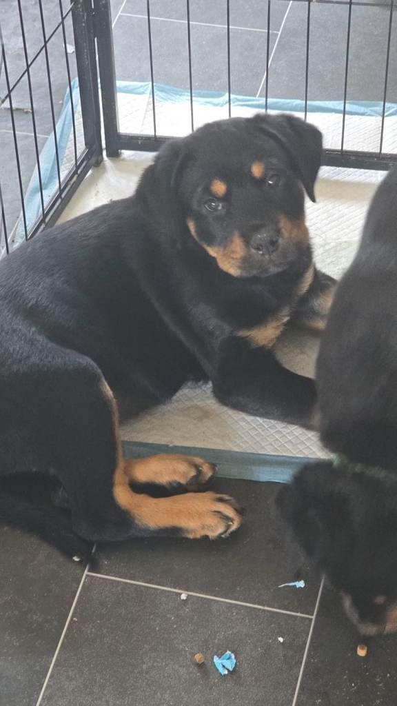 Rottweiler cross labrador 1 girl puppie 