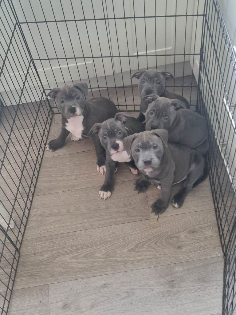 Blue staffordshire puppies 