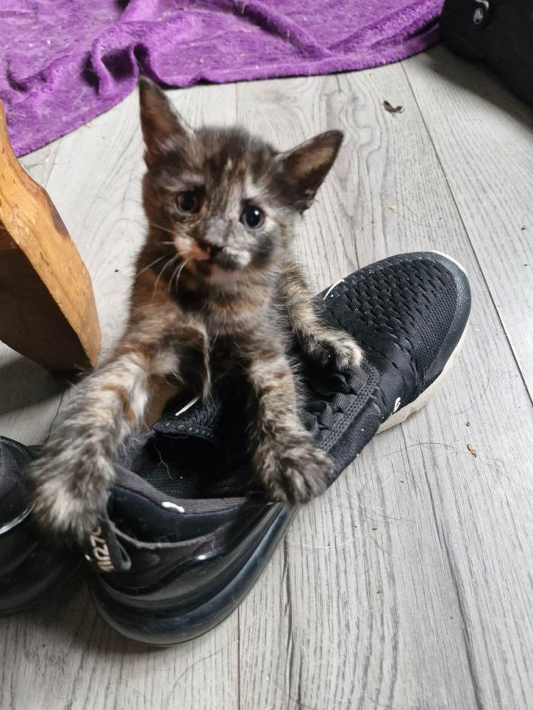Maincoon cross kittens 