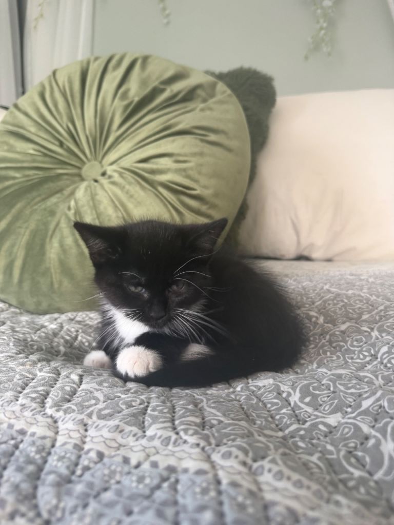 X2 kittens