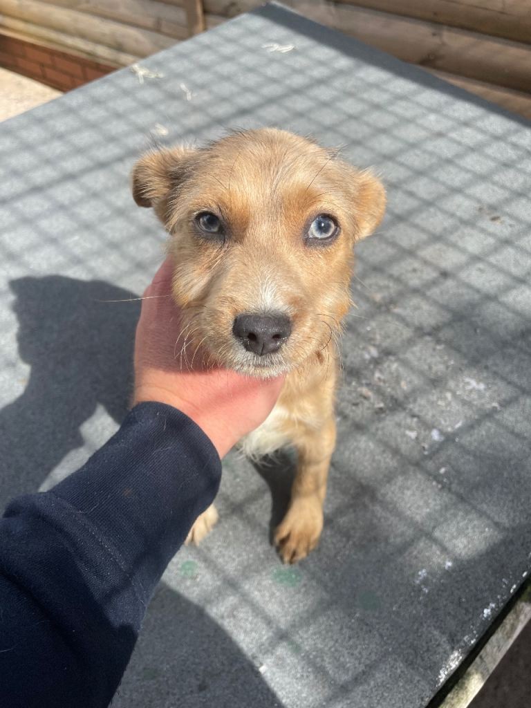 Beautiful merle jack russell boy