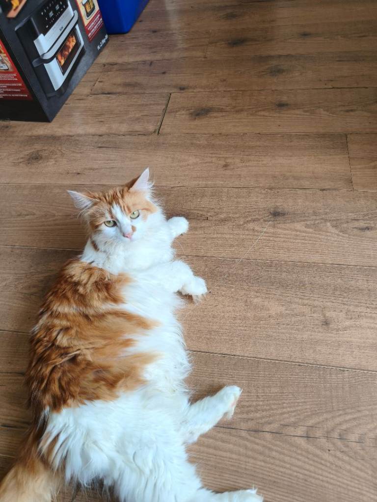 2 years old female neutered