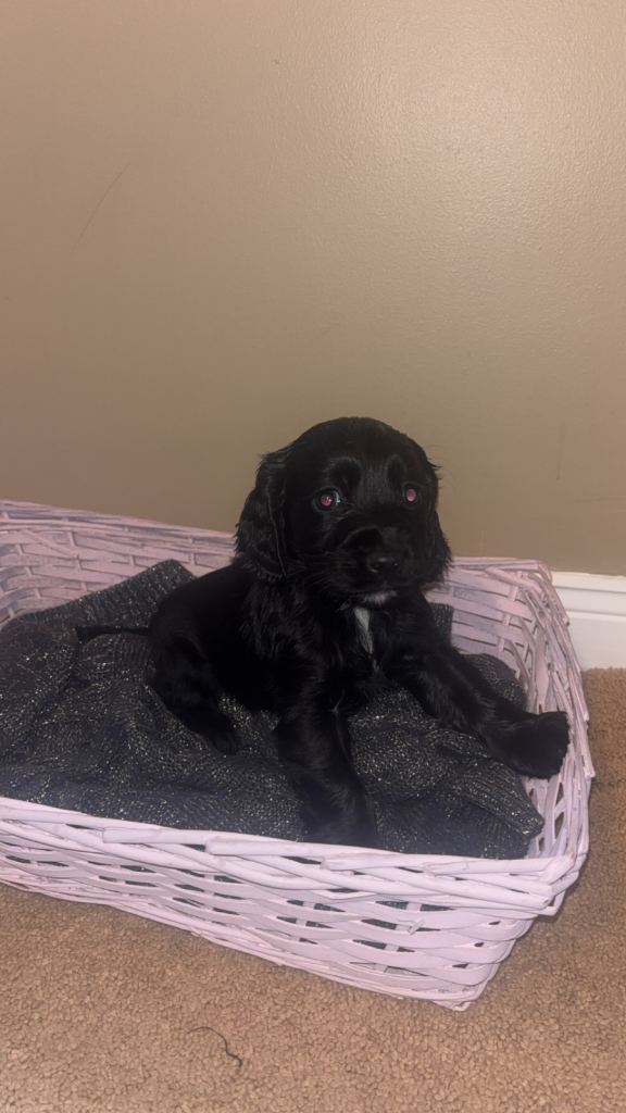 Show cocker spaniel puppies 