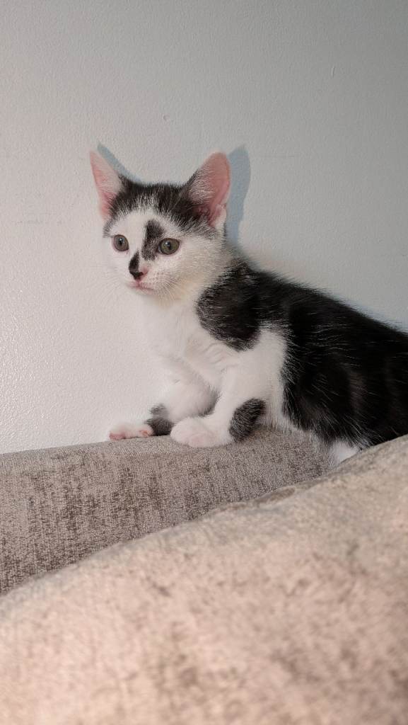 Last beautiful kitten
