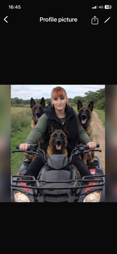 Belgian Malinois 