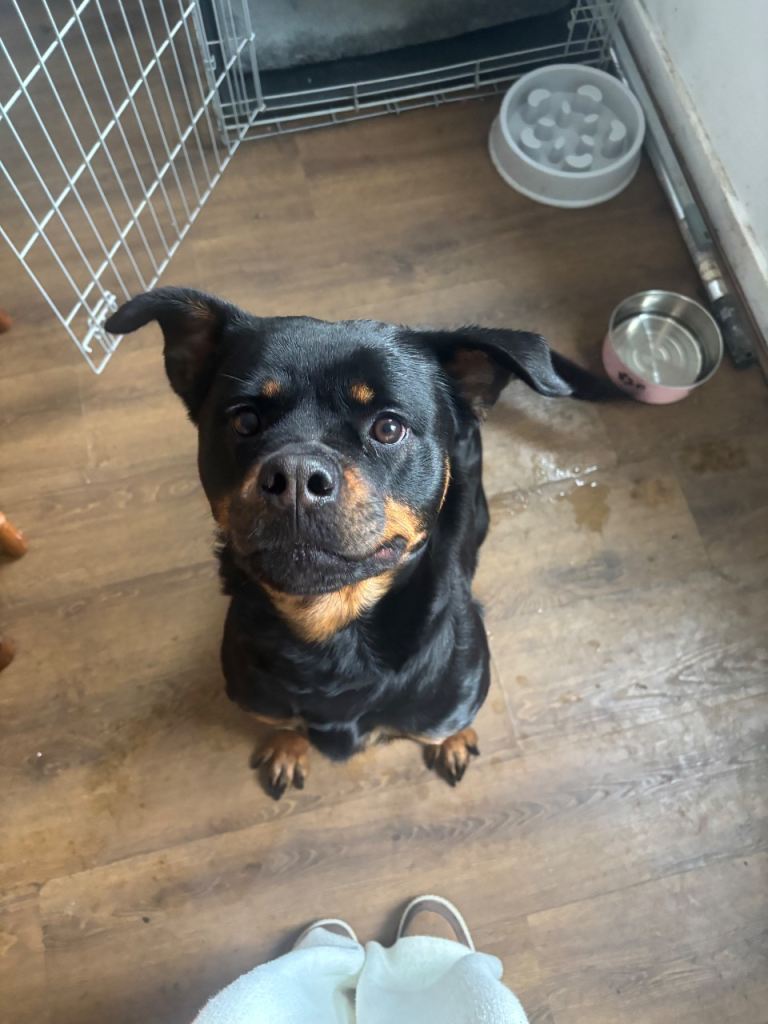 Looking to rehome our beloved dog