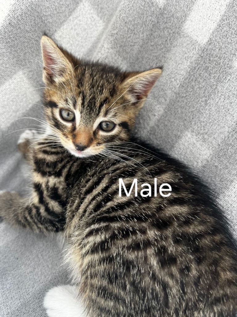 Kittens