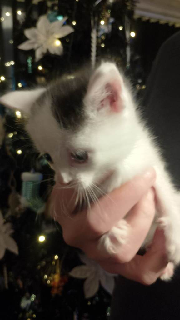 Fluffy playful kittens