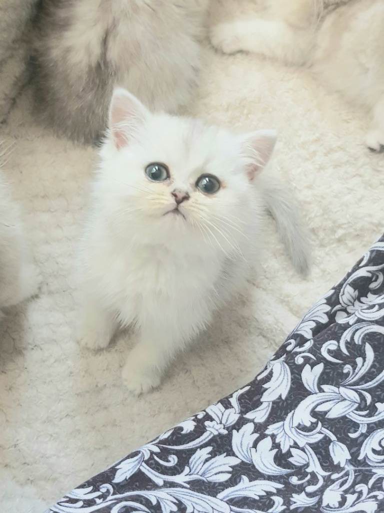 Persian kittens for sale
