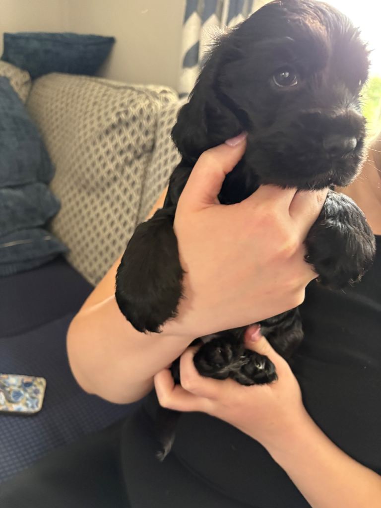 Cocker Spaniel puppy