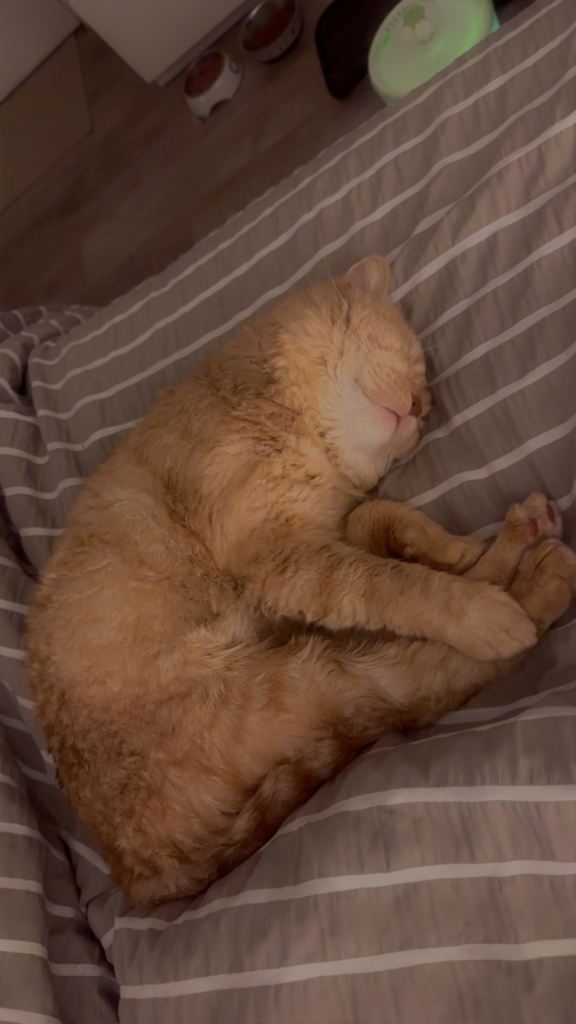 Beautiful Red British Short Hair 