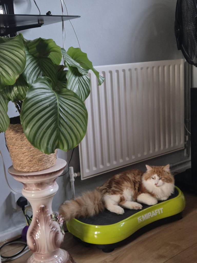 Fluffy Ginger & White Kitten 
