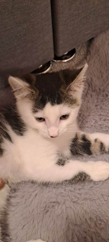 11 week old male kitten 