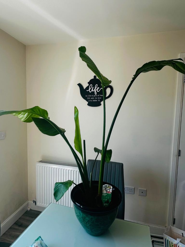 Strelitzia Nicolai (Giant White Bird of Paradise) Indoor Plant – £90 ONO