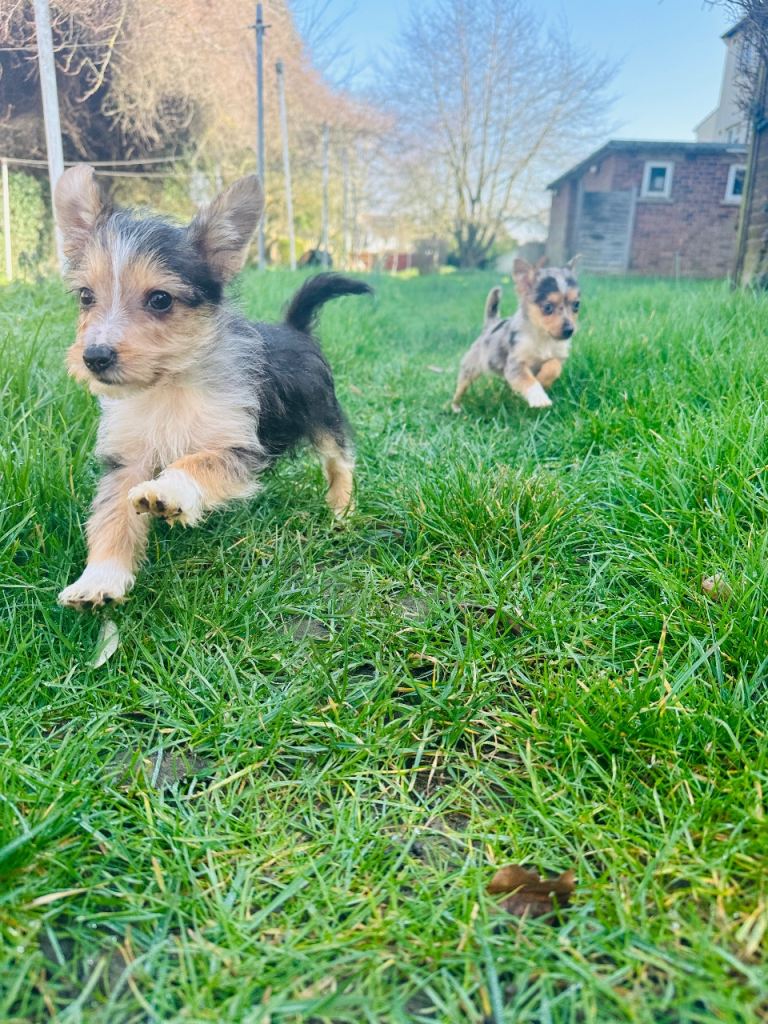 Shetland Sheepdog cross Jack Russell