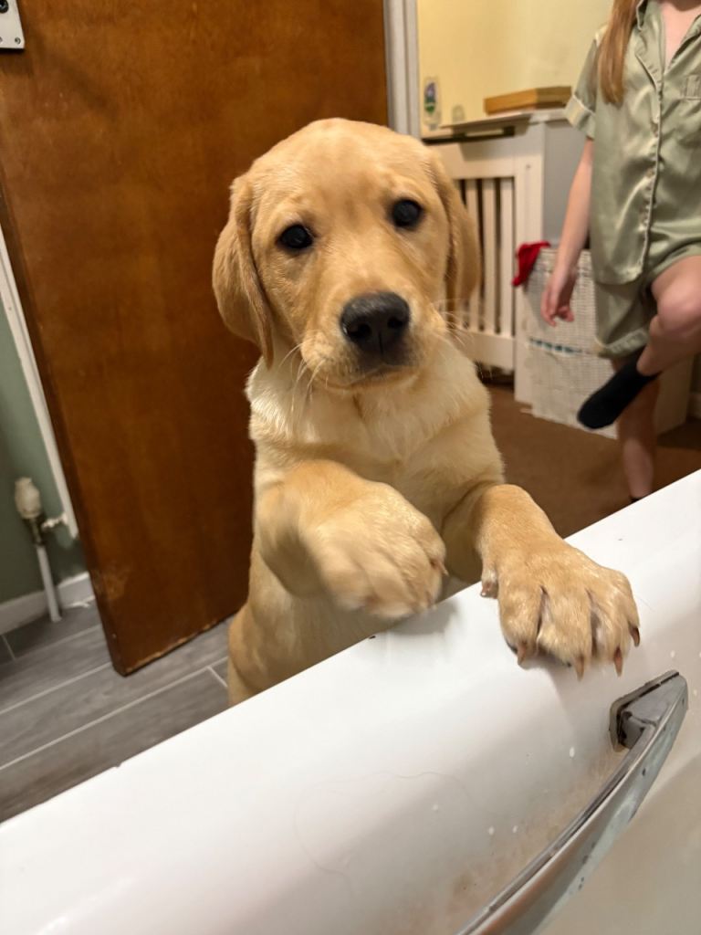 image for Full Labrador 