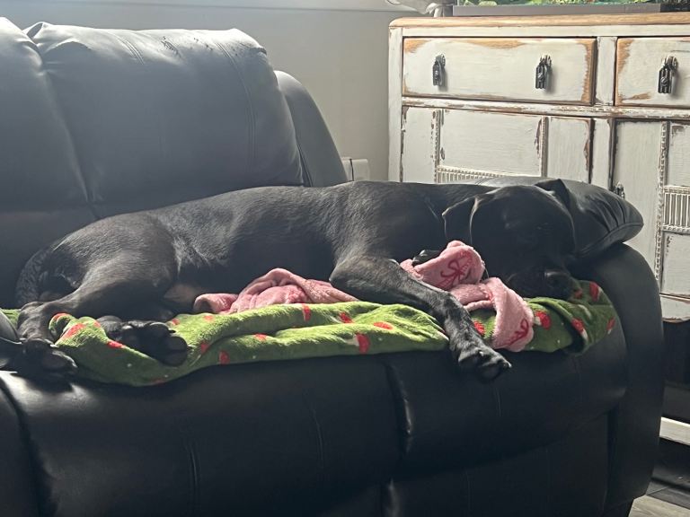 Male 6 month cane corso 