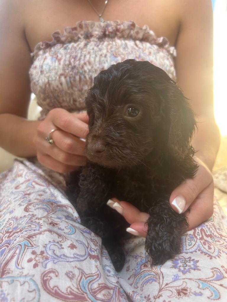 Miniature Cockapoo puppy 