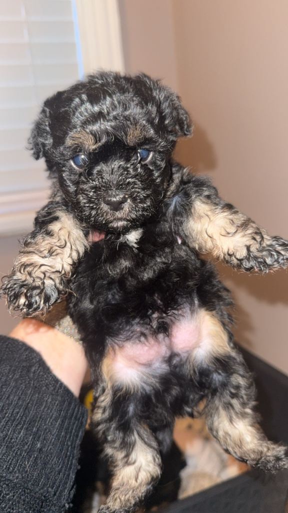 2x Yorkiepoo puppies left