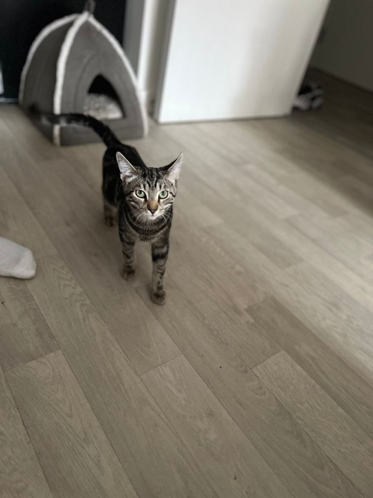 Kitten