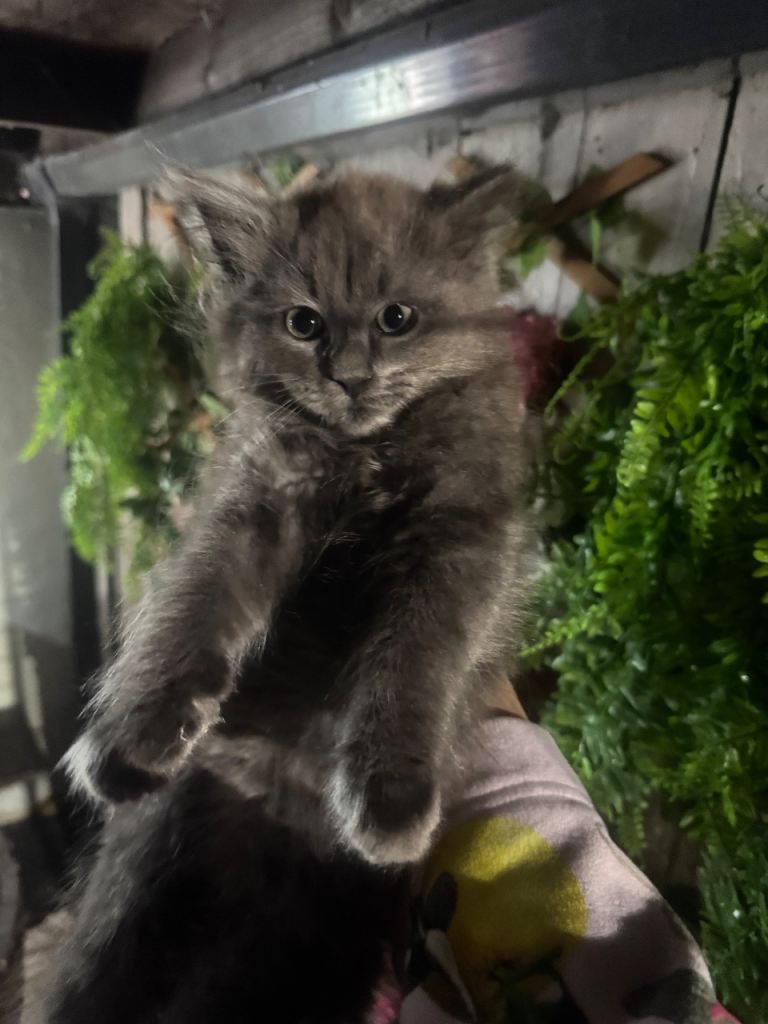 3 Beautiful Ragcoon Kittens 