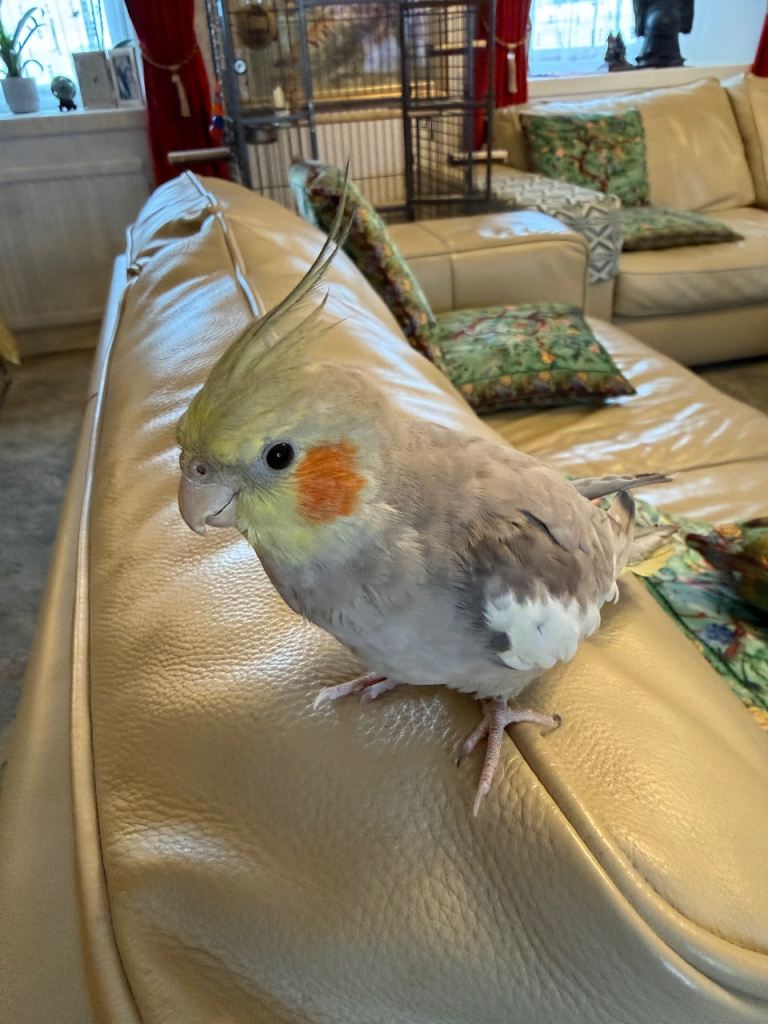 Cockatiel for sale