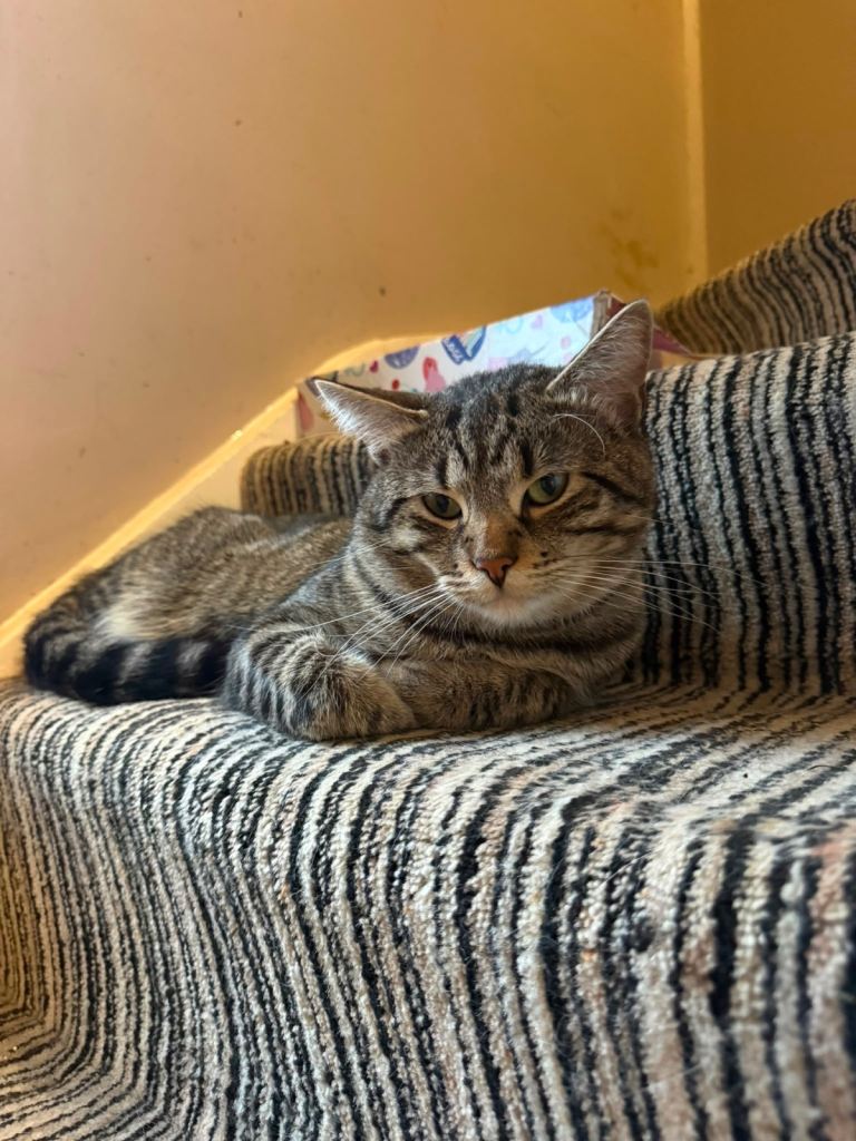 Male Cat