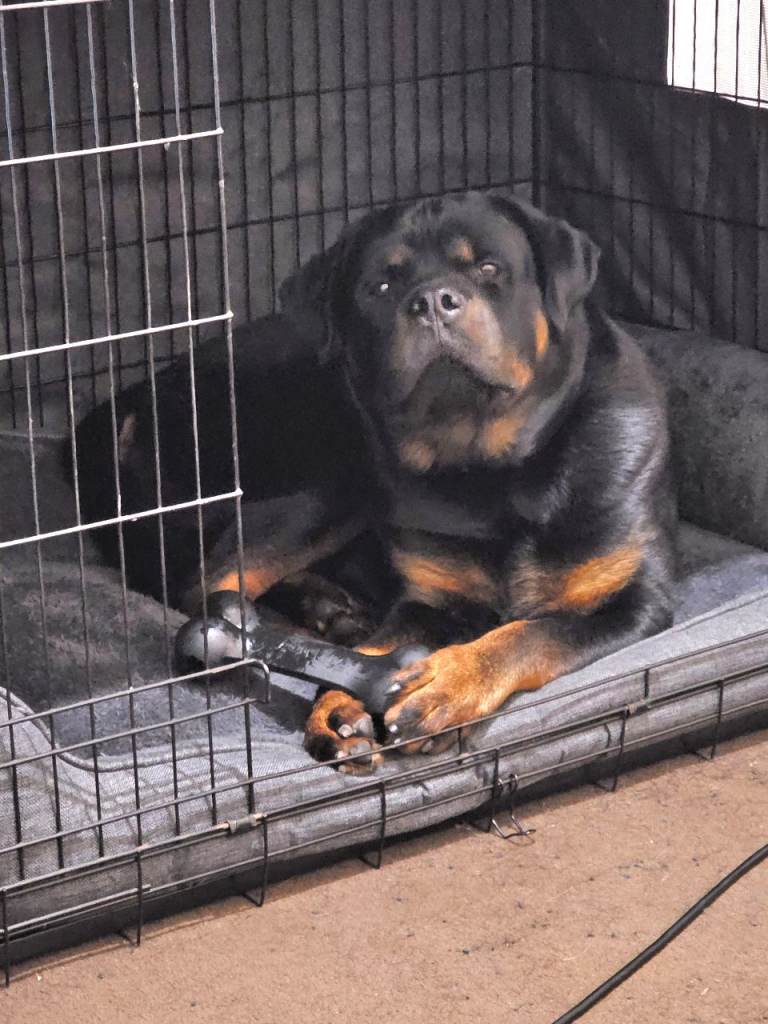 11 month old male Rottweiler for sale 