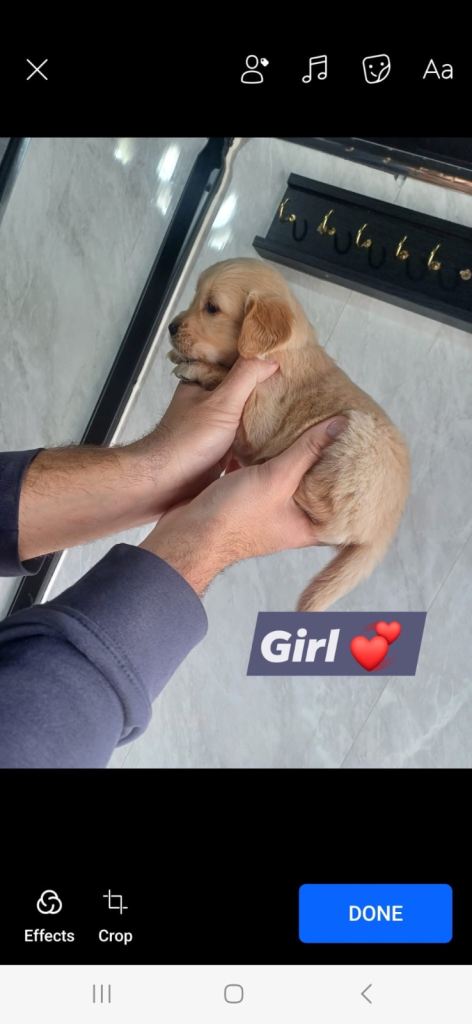 golden retriever READY TO LEAVE NOW