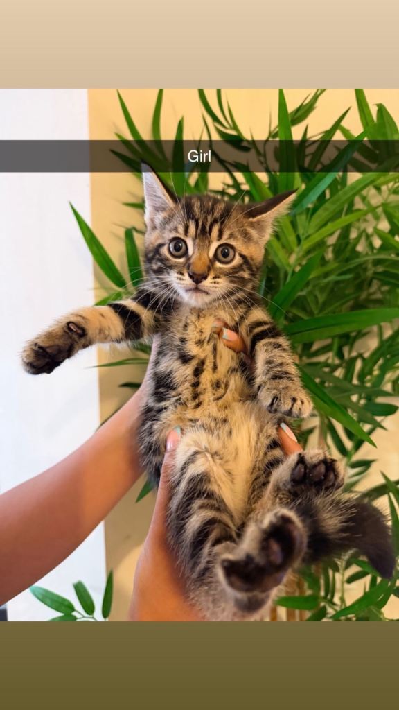 Beautiful Kitten – Ready to Reserve, Collection at 8 Weeks