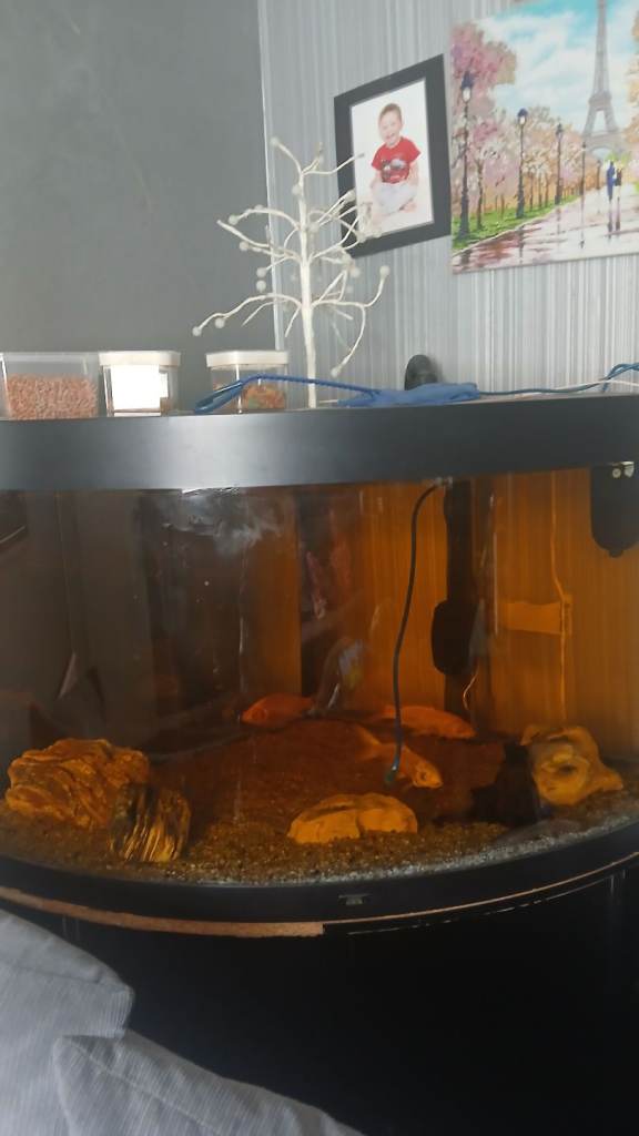 Fish tank 