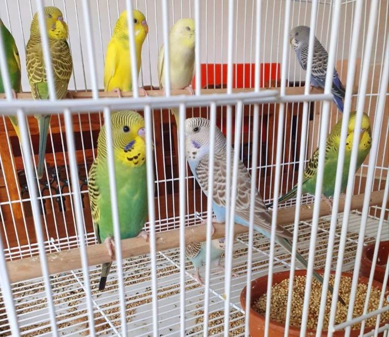 8 baby budgies ( 9 weeks old ) ready to go to their new homes ! 