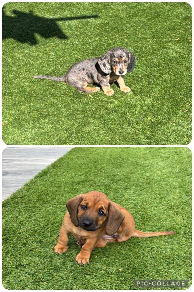 Miniature dachshunds for sale