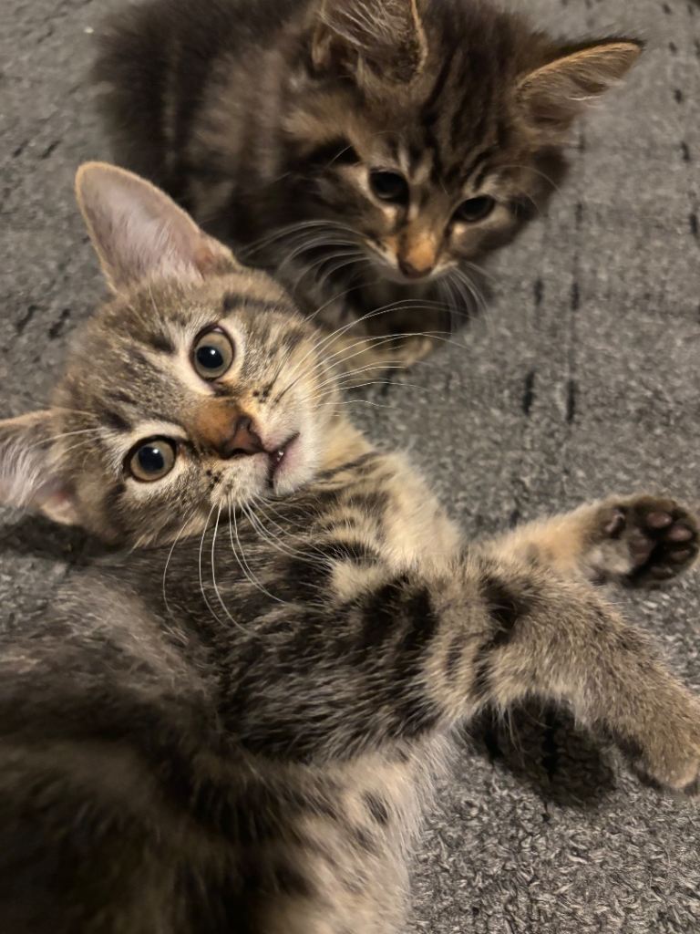 *URGENT* 3 Beautiful Kittens For Sale