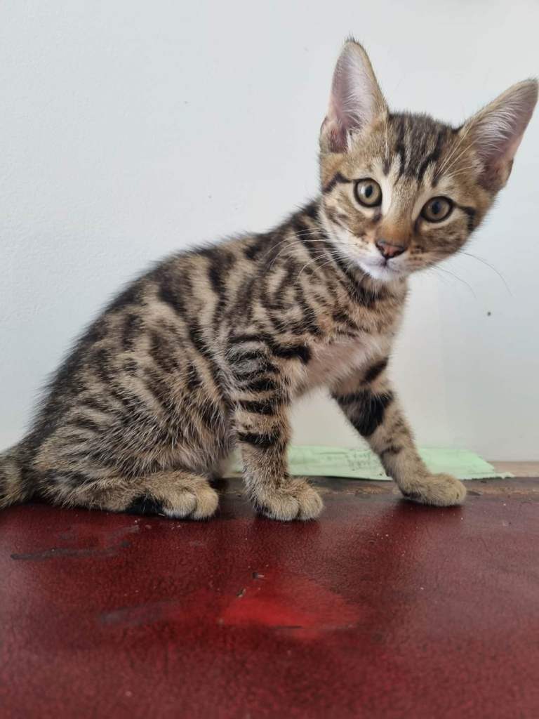 Bengal kittens looking for home