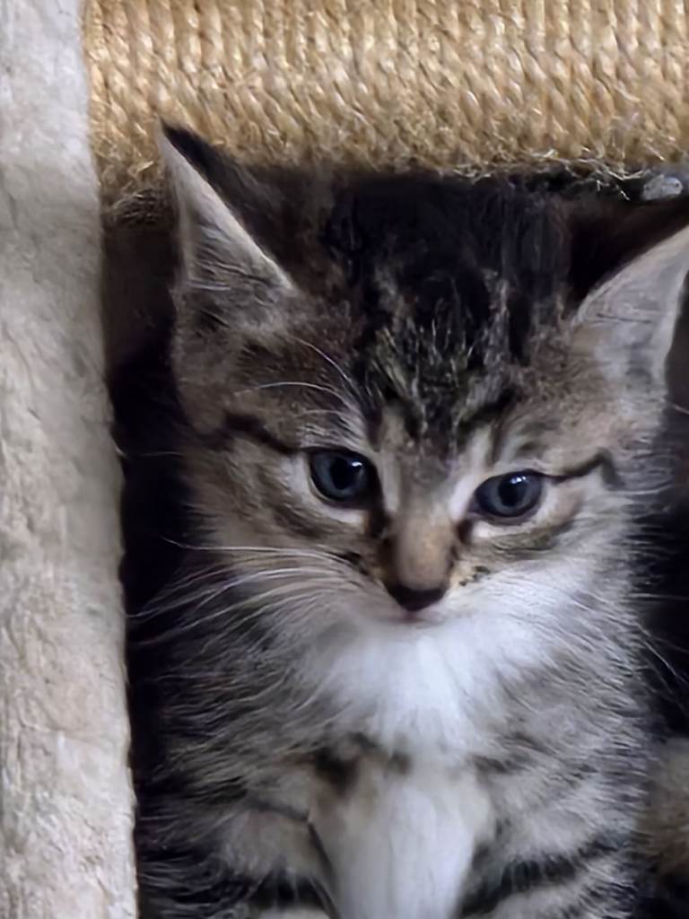 Female cat with kittens for sale 