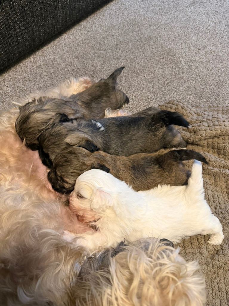 Lhasa apso cross shih tzu puppies 🐶