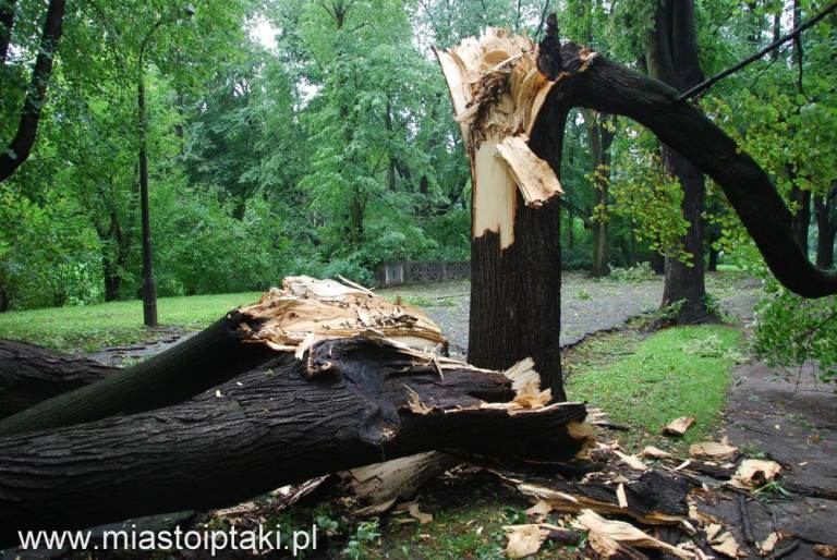 Fallen trees wanted. Tree trunks. Logs wanted. Tree surgeon. Free collection. Fire wood.Garden