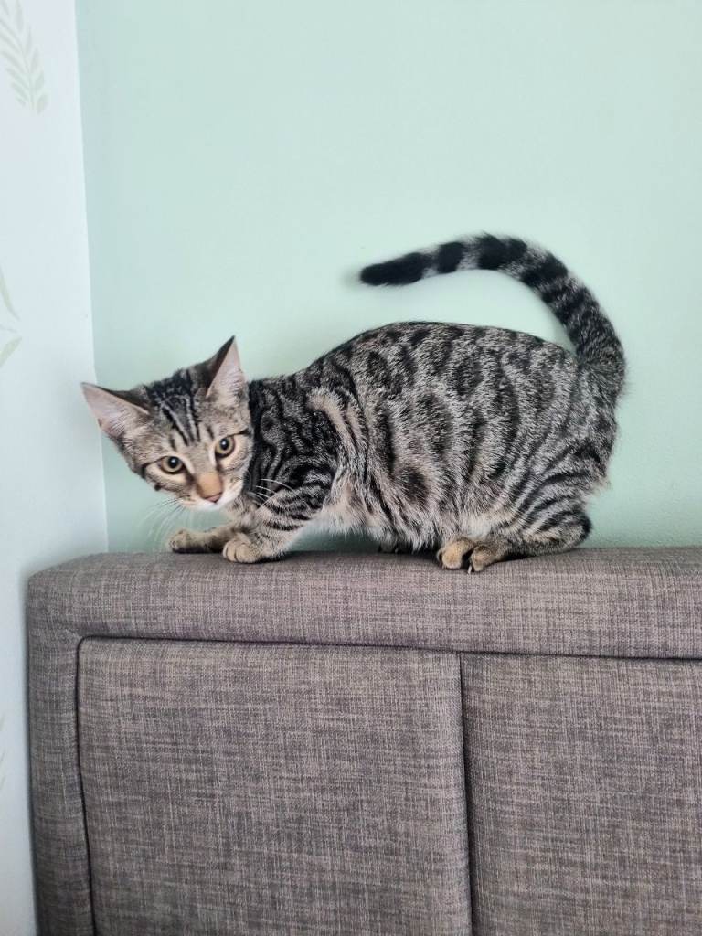 Last bengal boy looking for home