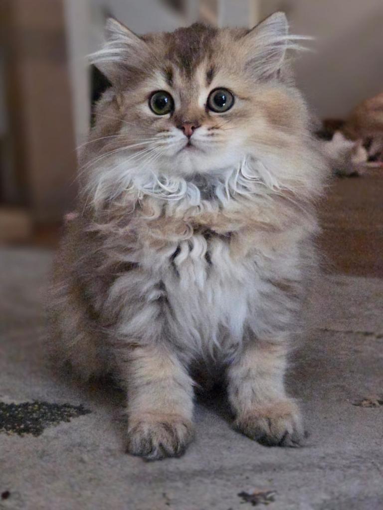 🐾 Gorgeous, Loving Kittens Ready for Their Forever Homes 🐾