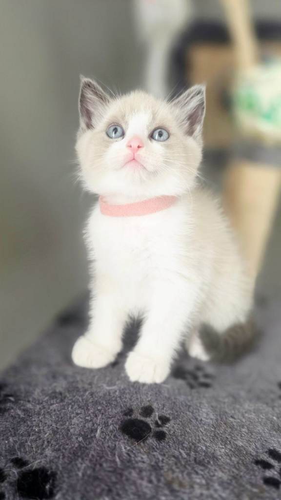 Gorgeous Ragdoll Kittens – 2 Boys, 2 Girls